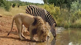 Watering Hole